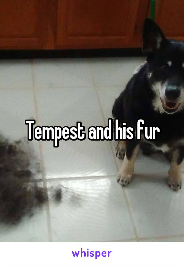 Tempest and his fur