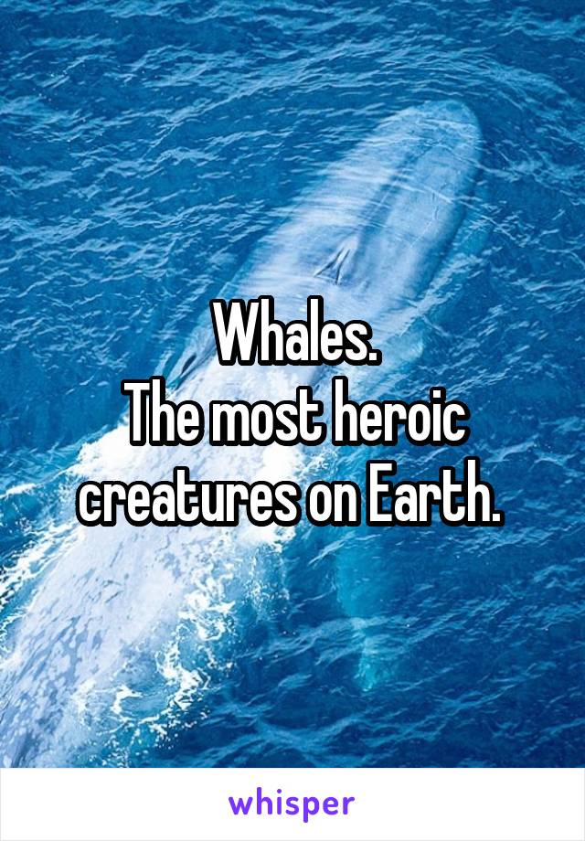 Whales.
The most heroic creatures on Earth. 