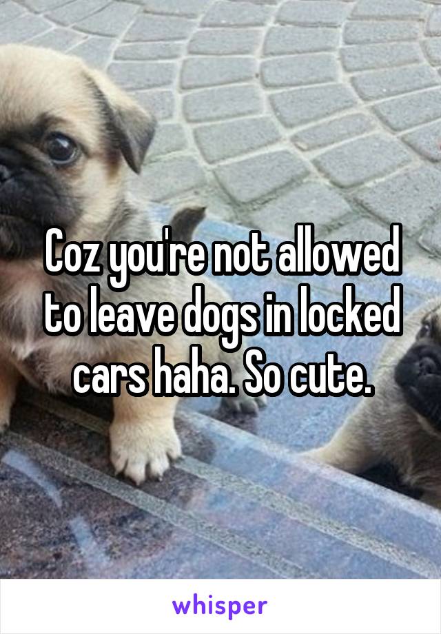 Coz you're not allowed to leave dogs in locked cars haha. So cute.