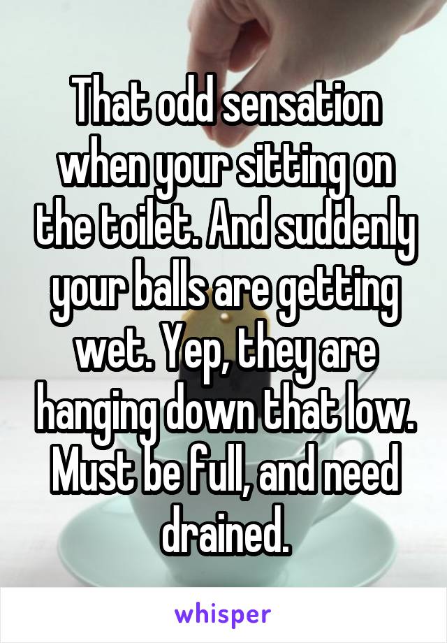That odd sensation when your sitting on the toilet. And suddenly your balls are getting wet. Yep, they are hanging down that low. Must be full, and need drained.