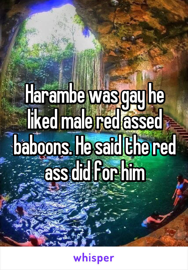 Harambe was gay he liked male red assed baboons. He said the red ass did for him