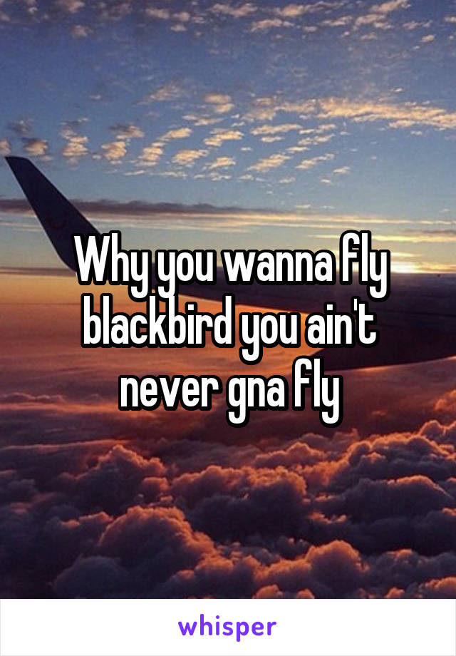 Why you wanna fly blackbird you ain't never gna fly