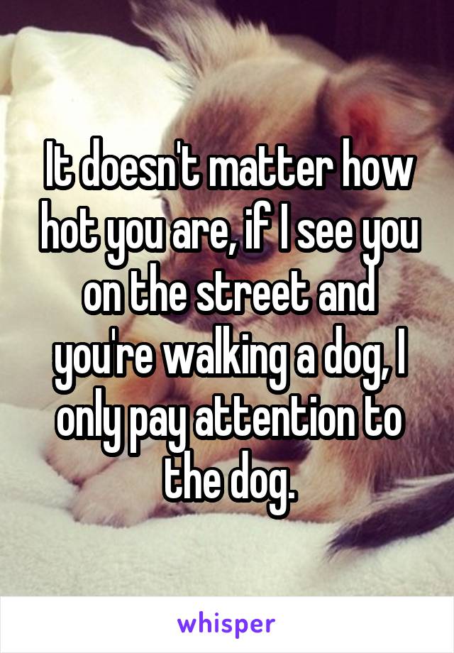 It doesn't matter how hot you are, if I see you on the street and you're walking a dog, I only pay attention to the dog.