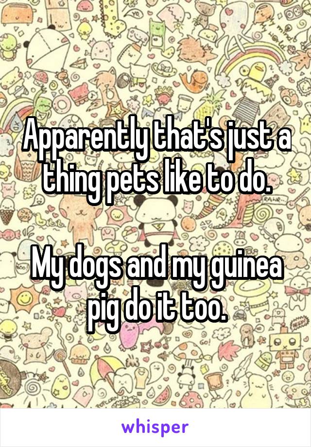 Apparently that's just a thing pets like to do.

My dogs and my guinea pig do it too.