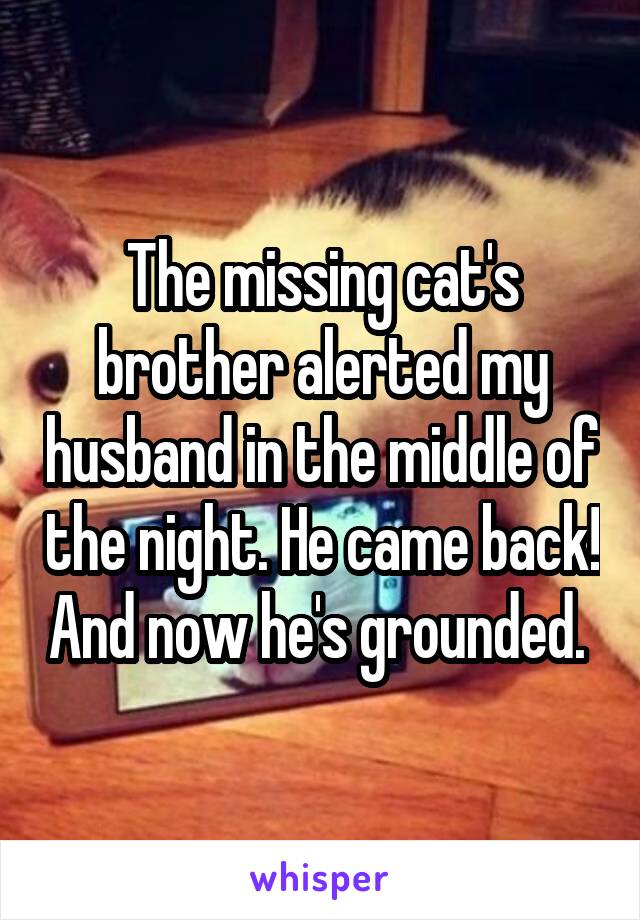 The missing cat's brother alerted my husband in the middle of the night. He came back! And now he's grounded. 