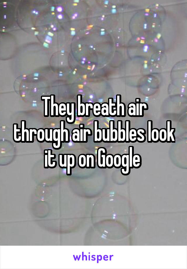 They breath air through air bubbles look it up on Google 