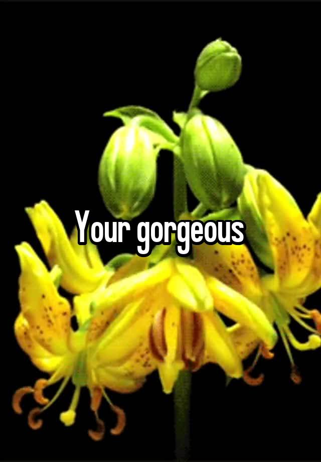 your-gorgeous