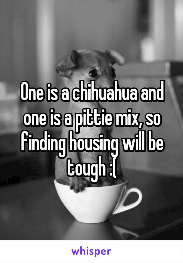 One is a chihuahua and one is a pittie mix, so finding housing will be tough :(