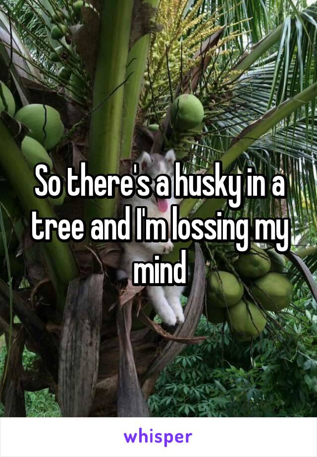 So there's a husky in a tree and I'm lossing my mind