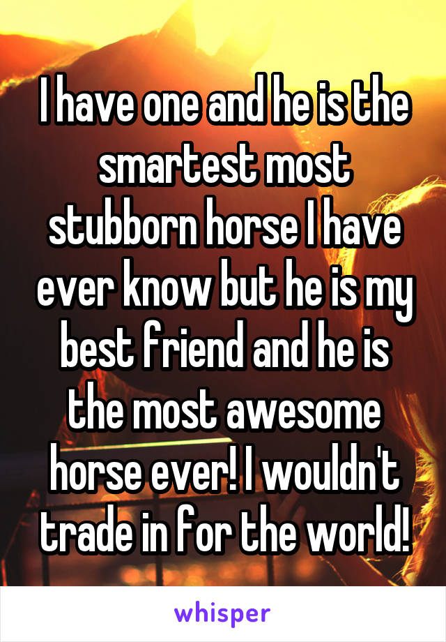 I have one and he is the smartest most stubborn horse I have ever know but he is my best friend and he is the most awesome horse ever! I wouldn't trade in for the world!