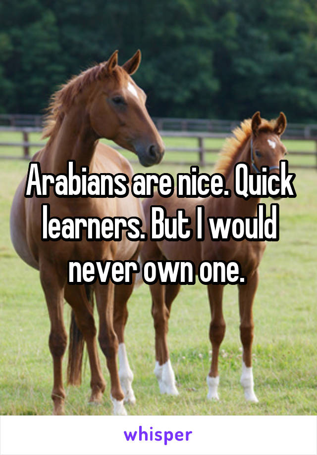 Arabians are nice. Quick learners. But I would never own one. 