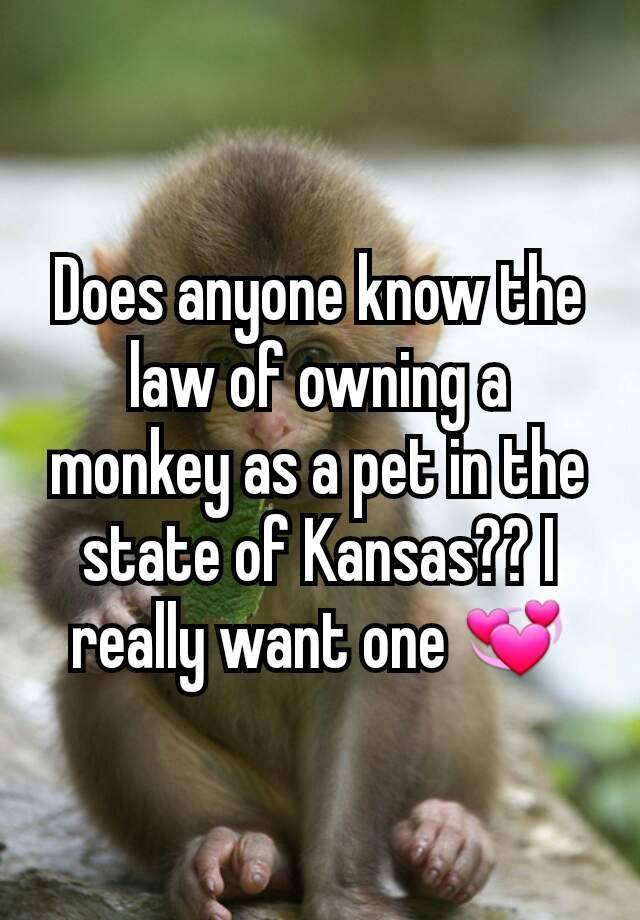 Does anyone know the law of owning a monkey as a pet in the state of Kansas?? I really want one 💞