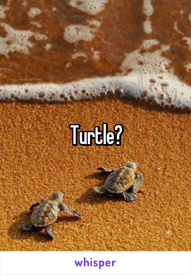 Turtle?