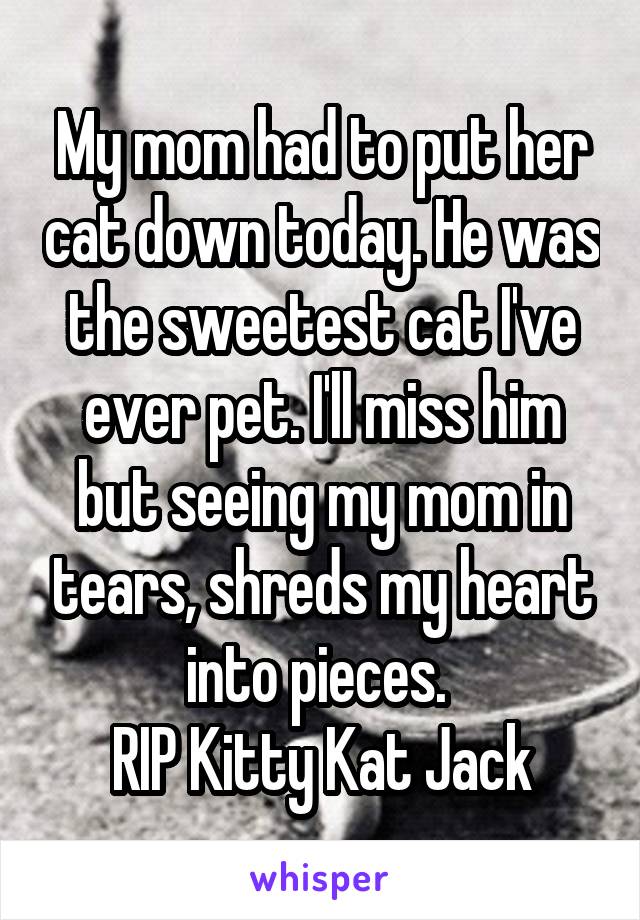 My mom had to put her cat down today. He was the sweetest cat I've ever pet. I'll miss him but seeing my mom in tears, shreds my heart into pieces. 
RIP Kitty Kat Jack