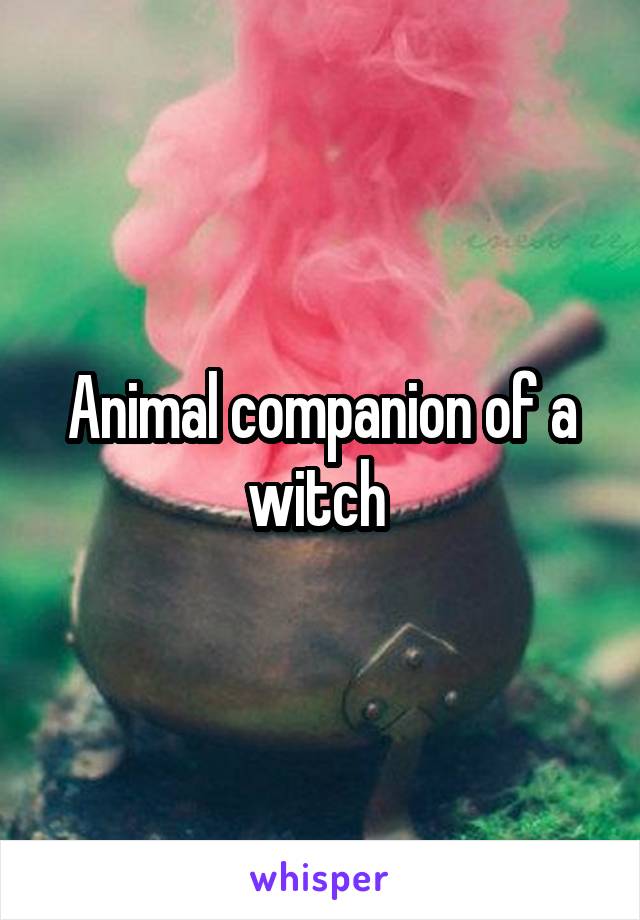 Animal companion of a witch 