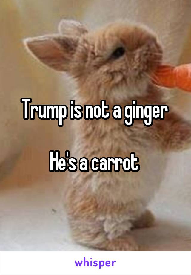 Trump is not a ginger 

He's a carrot 