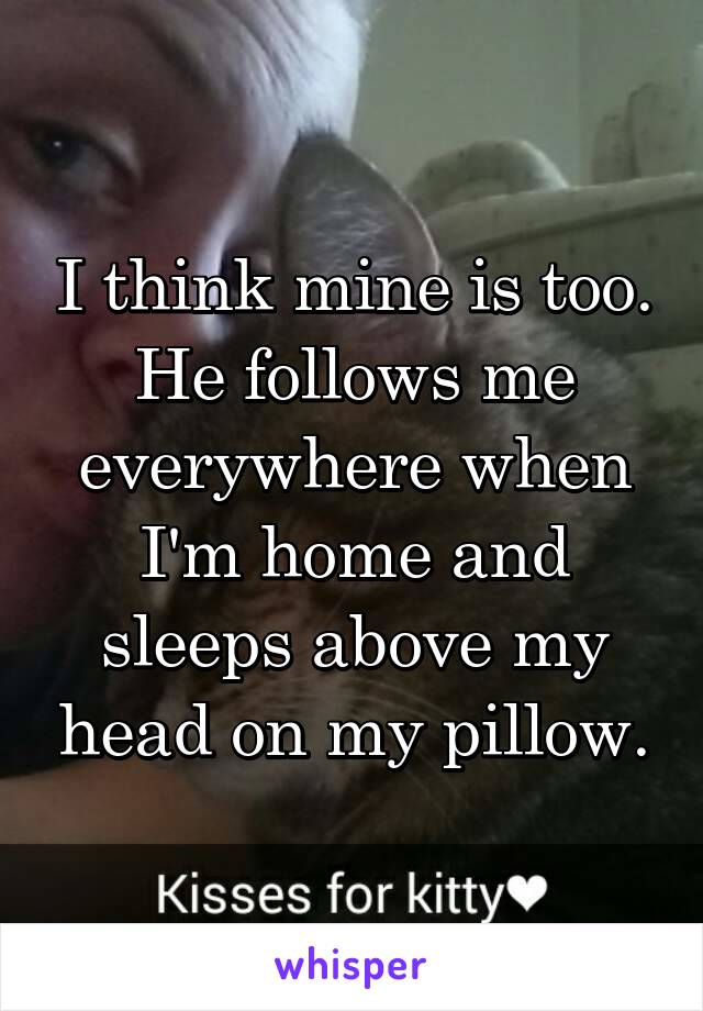 I think mine is too. He follows me everywhere when I'm home and sleeps above my head on my pillow.