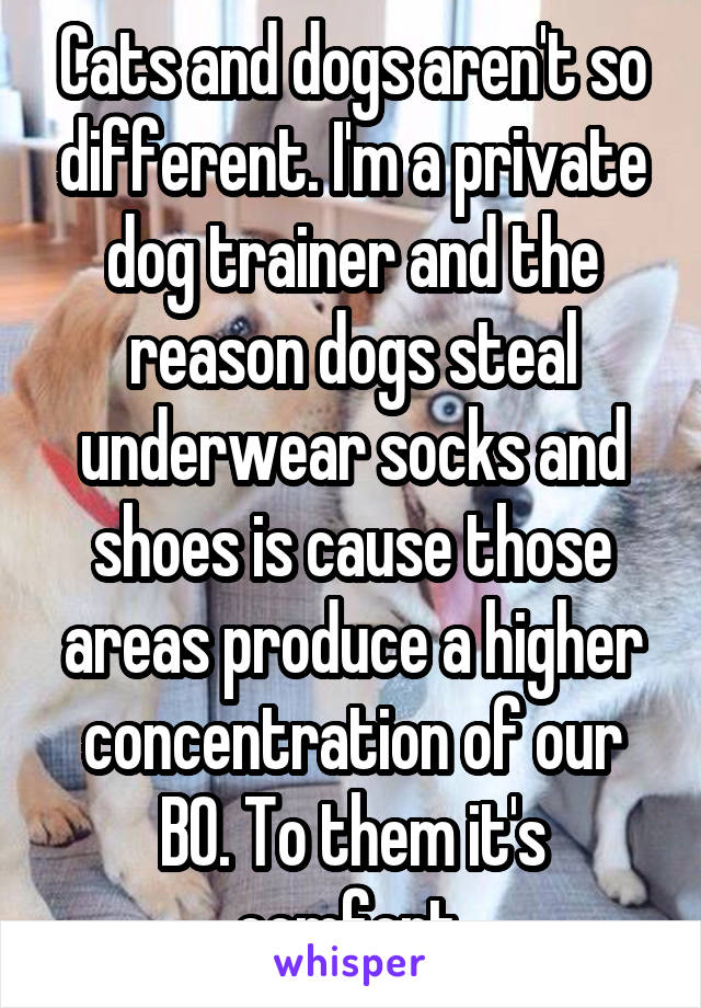 Cats and dogs aren't so different. I'm a private dog trainer and the reason dogs steal underwear socks and shoes is cause those areas produce a higher concentration of our BO. To them it's comfort.