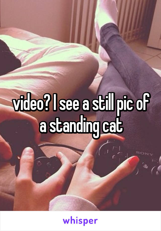 video? I see a still pic of a standing cat