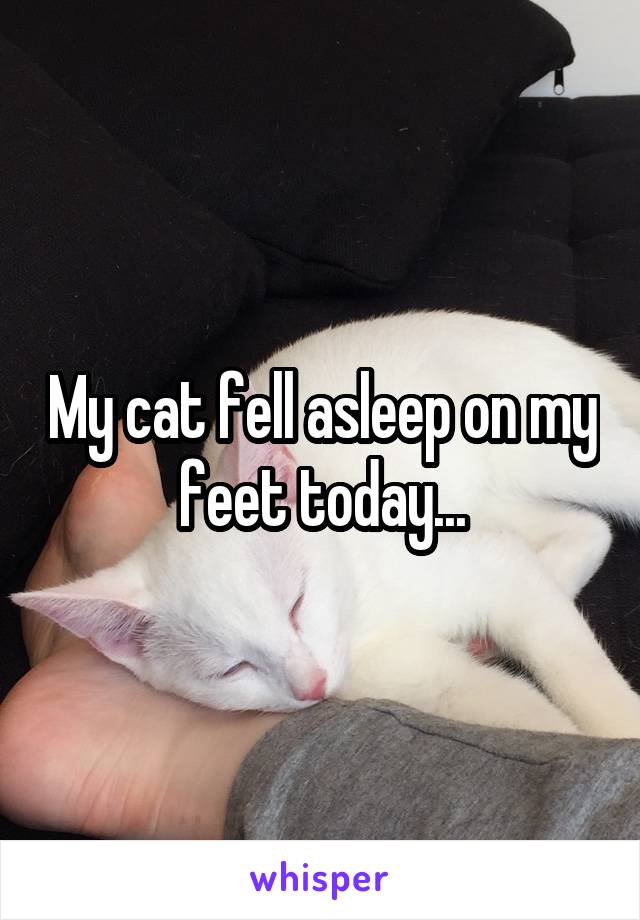 My cat fell asleep on my feet today...