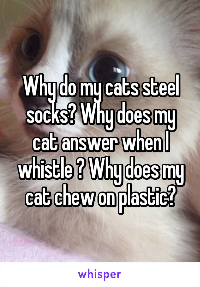 Why do my cats steel socks? Why does my cat answer when I whistle ? Why does my cat chew on plastic?