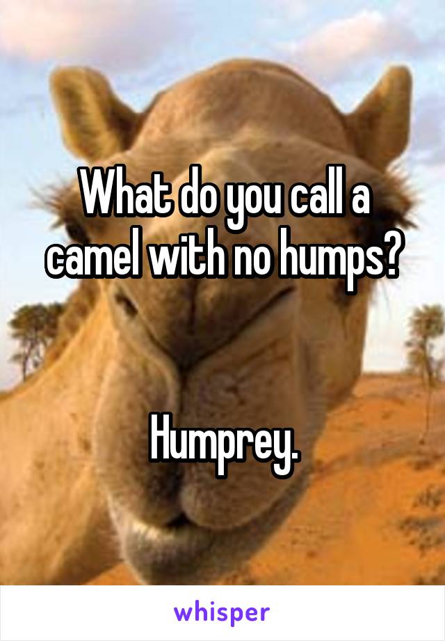 What do you call a camel with no humps?


Humprey.