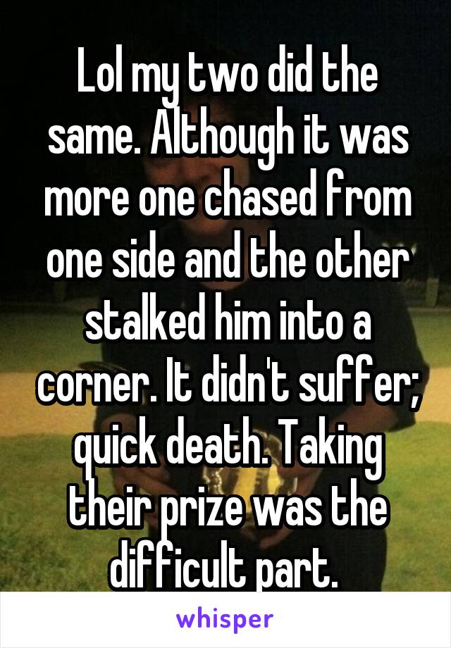 Lol my two did the same. Although it was more one chased from one side and the other stalked him into a corner. It didn't suffer; quick death. Taking their prize was the difficult part. 