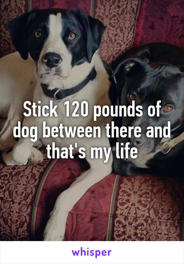 Stick 120 pounds of dog between there and that's my life