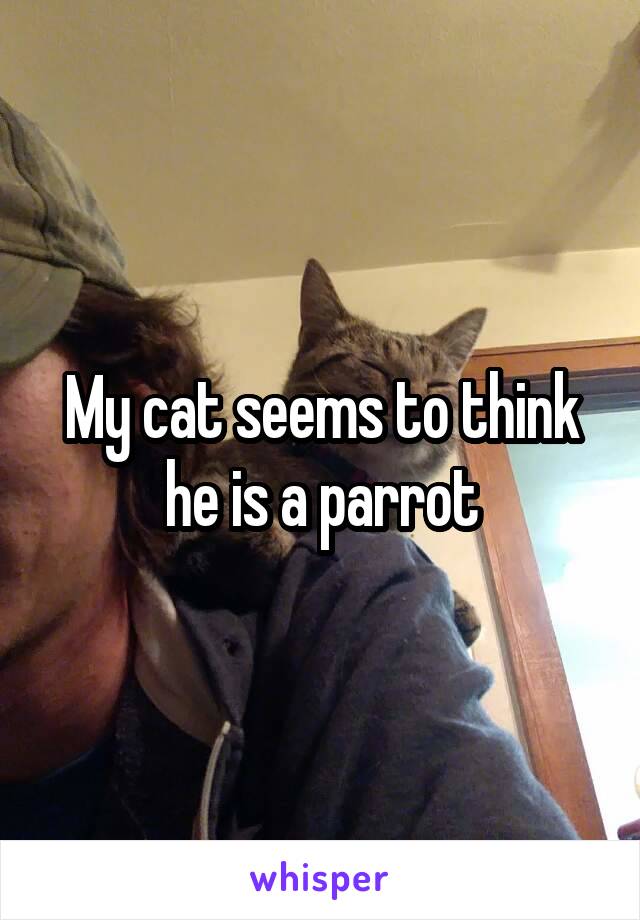 My cat seems to think he is a parrot