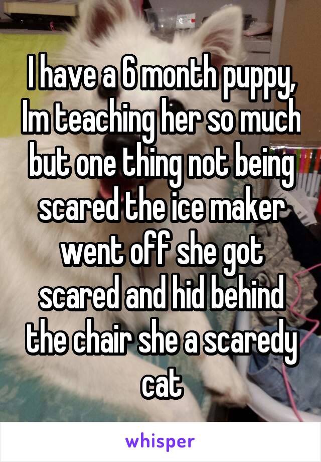 I have a 6 month puppy, Im teaching her so much but one thing not being scared the ice maker went off she got scared and hid behind the chair she a scaredy cat