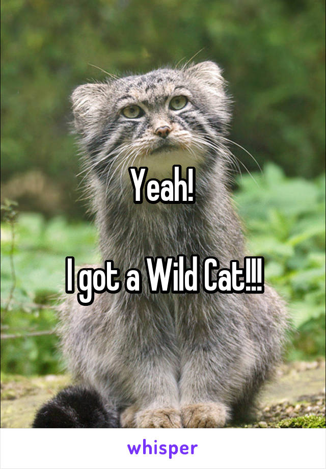 Yeah! 

I got a Wild Cat!!!