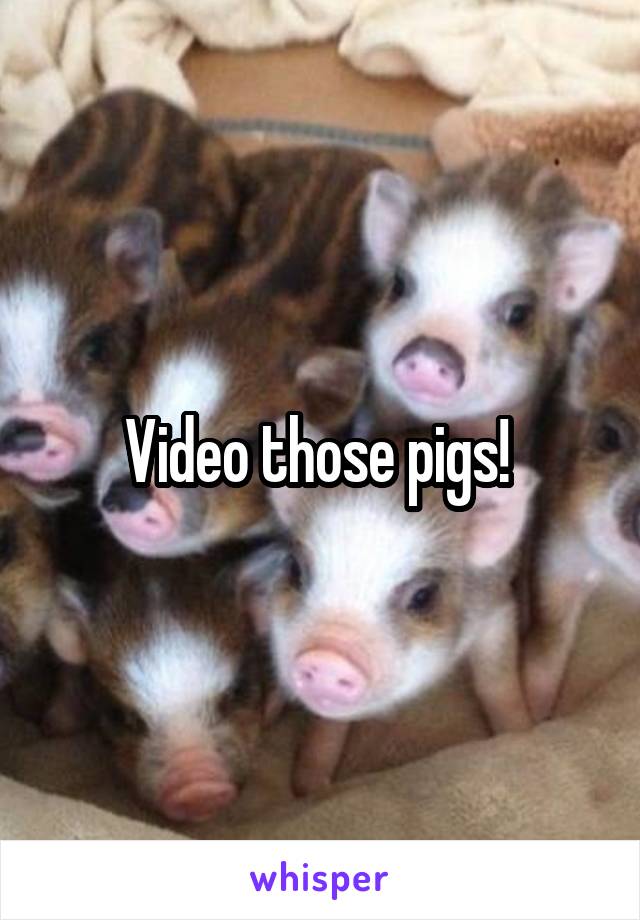 Video those pigs! 