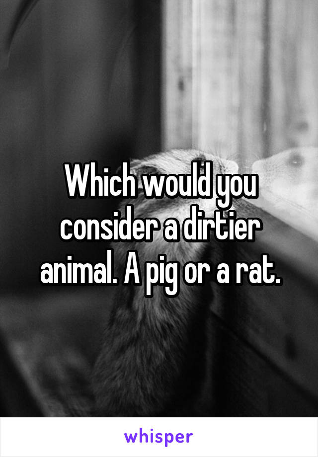 Which would you consider a dirtier animal. A pig or a rat.