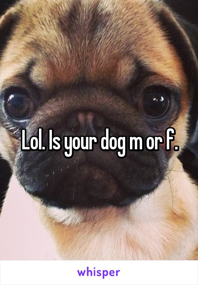Lol. Is your dog m or f.