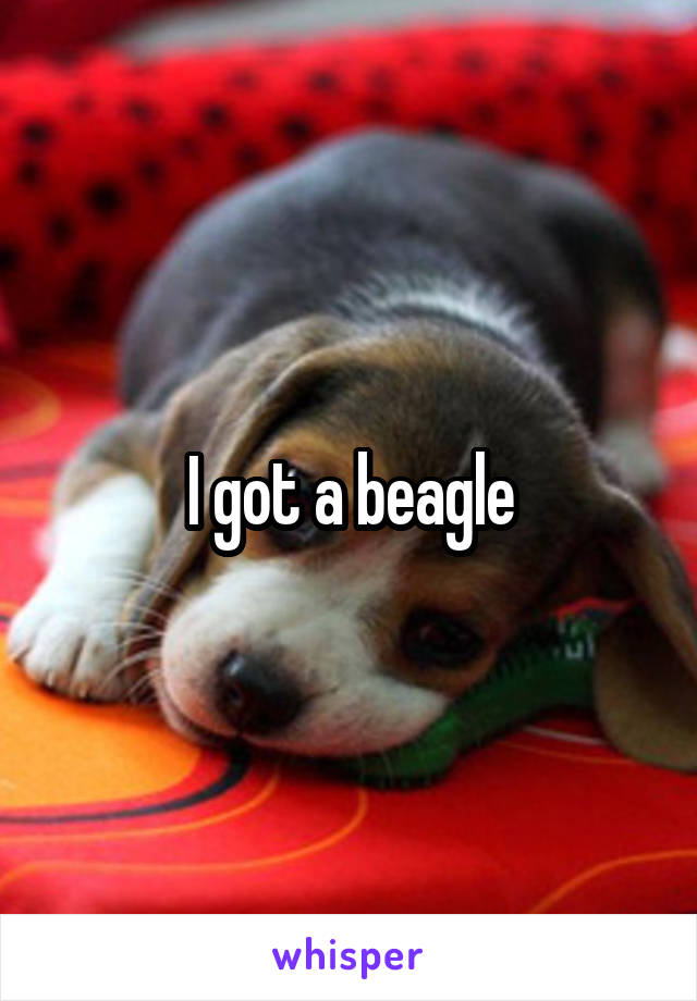 I got a beagle