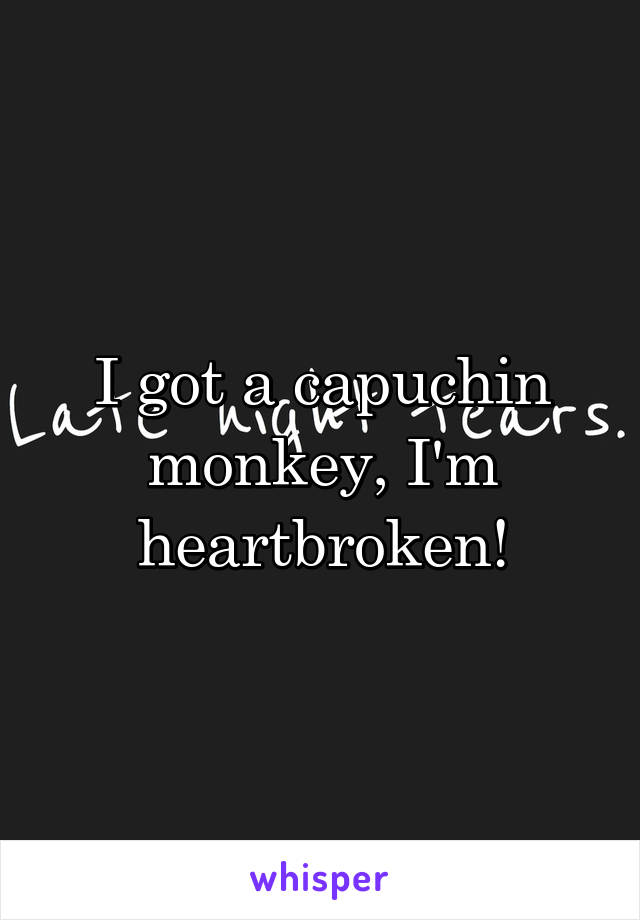 I got a capuchin monkey, I'm heartbroken!