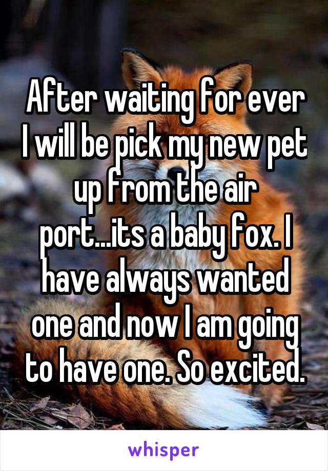 After waiting for ever I will be pick my new pet up from the air port...its a baby fox. I have always wanted one and now I am going to have one. So excited.