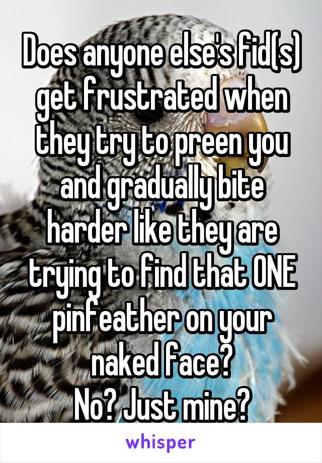 Does anyone else's fid(s) get frustrated when they try to preen you and gradually bite harder like they are trying to find that ONE pinfeather on your naked face?
No? Just mine?