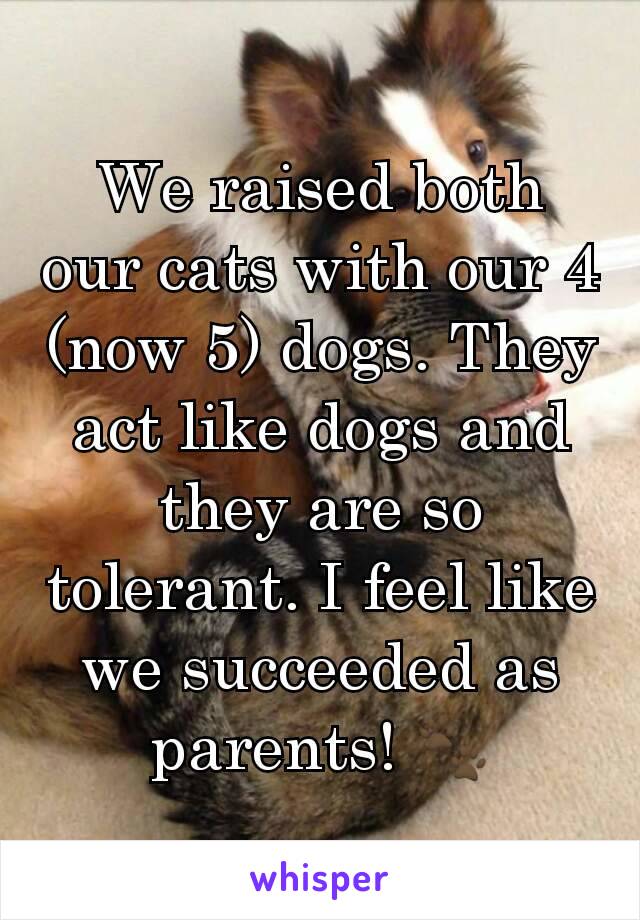 We raised both our cats with our 4 (now 5) dogs. They act like dogs and they are so tolerant. I feel like we succeeded as parents! 🐾