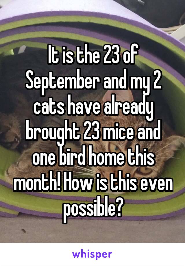 It is the 23 of September and my 2 cats have already brought 23 mice and one bird home this month! How is this even possible?