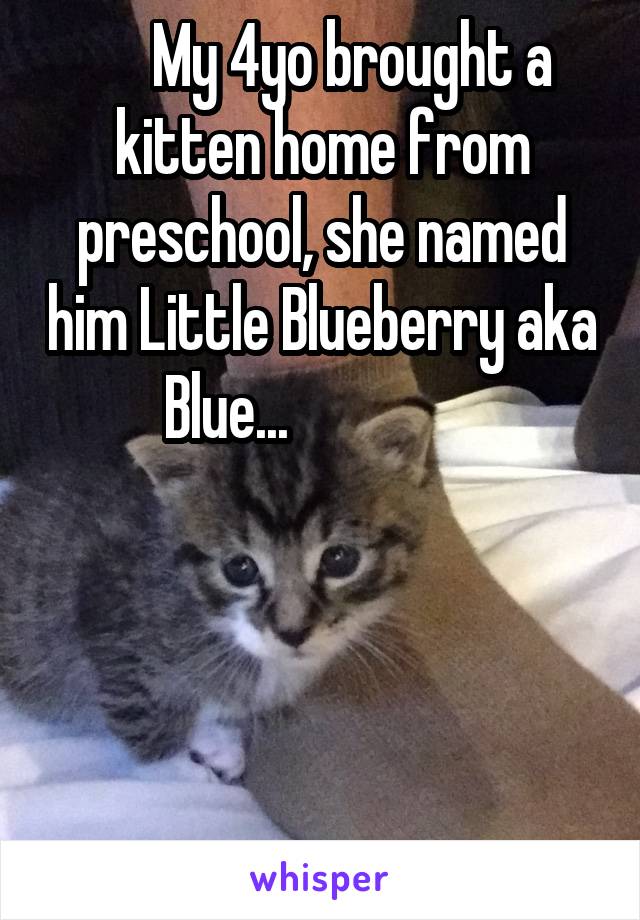      My 4yo brought a kitten home from preschool, she named him Little Blueberry aka Blue...                




