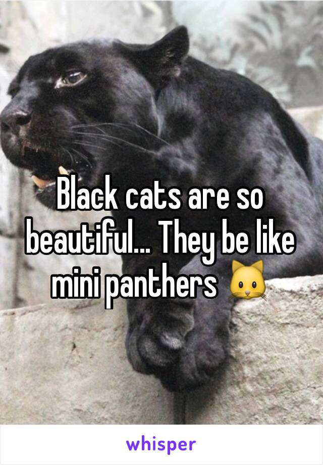 Black cats are so beautiful... They be like mini panthers 🐱