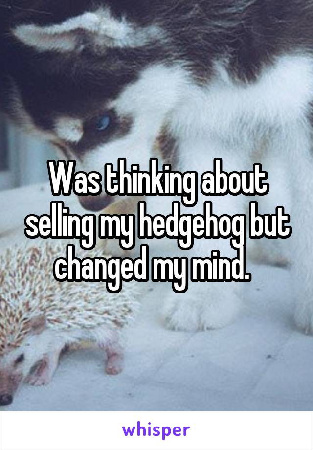 Was thinking about selling my hedgehog but changed my mind.  