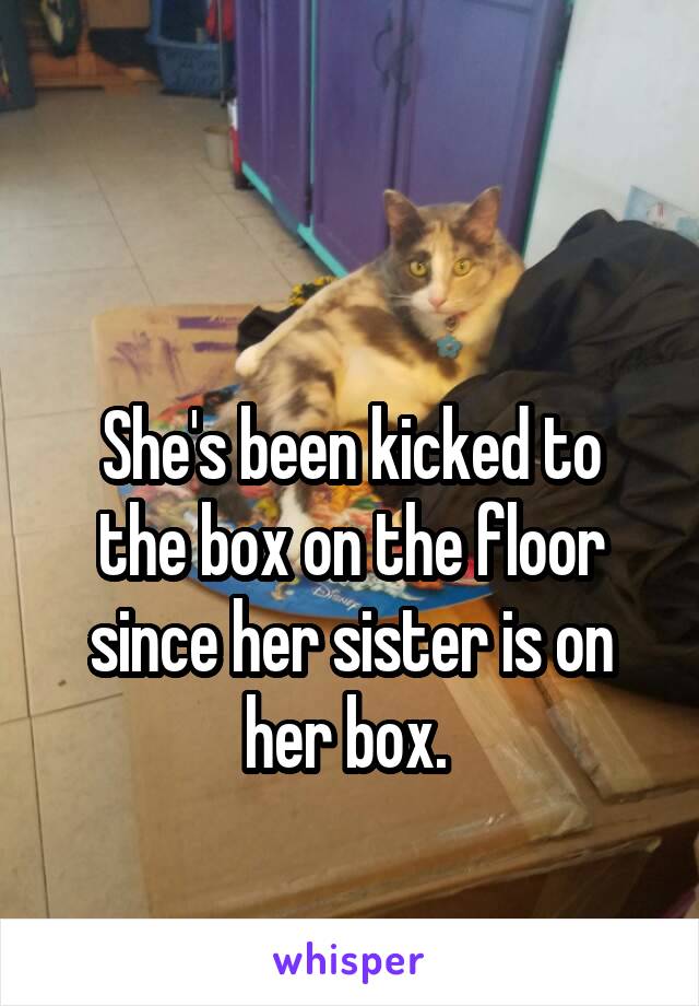 

She's been kicked to the box on the floor since her sister is on her box. 