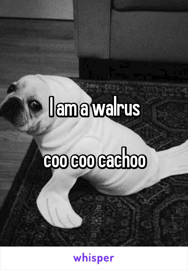 I am a walrus

coo coo cachoo