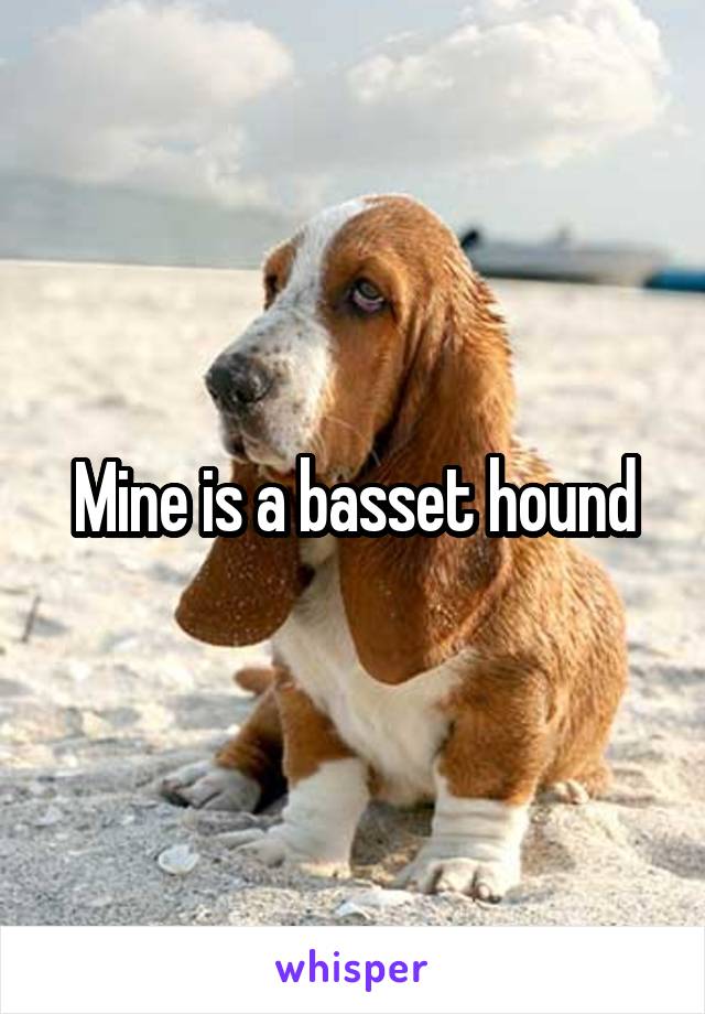 Mine is a basset hound