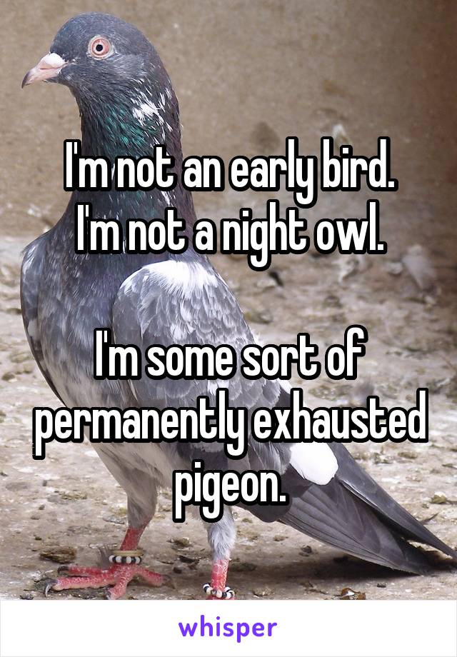 I'm not an early bird.
I'm not a night owl.

I'm some sort of permanently exhausted pigeon.