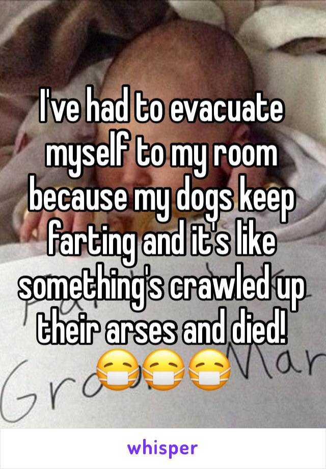 I've had to evacuate myself to my room because my dogs keep farting and it's like something's crawled up their arses and died! 
😷😷😷