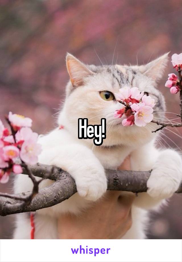 Hey!