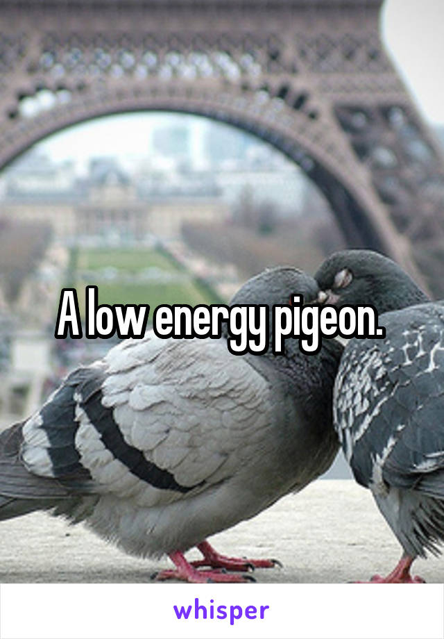 A low energy pigeon. 